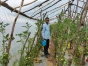 अध्यापनसँगै तरकारी खेती : वार्षिक चार लाख रुपैयाँ आम्दानी